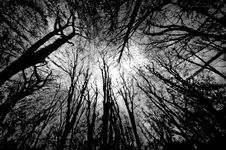 Into the Trees...