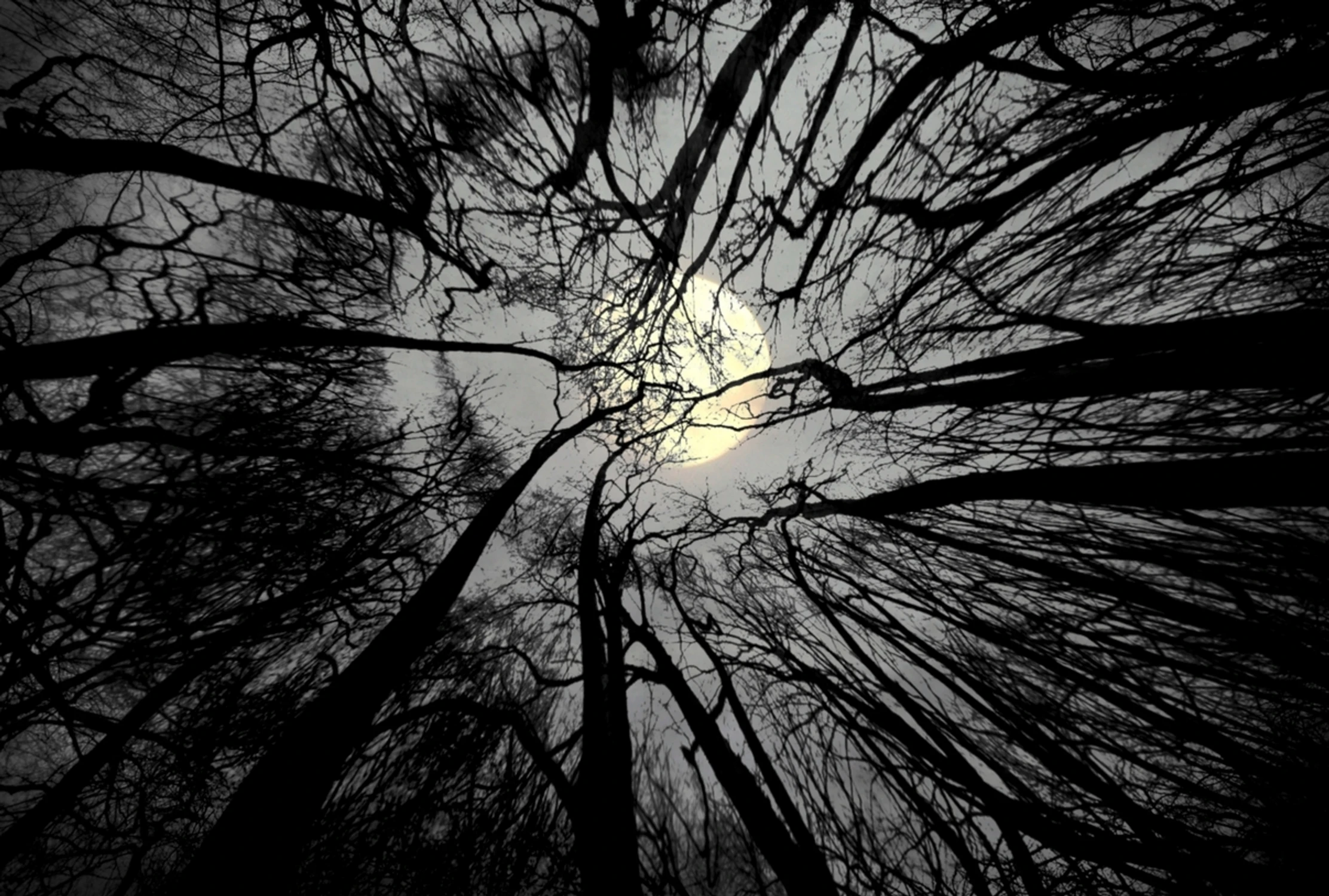 Moontree