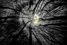 Moontree