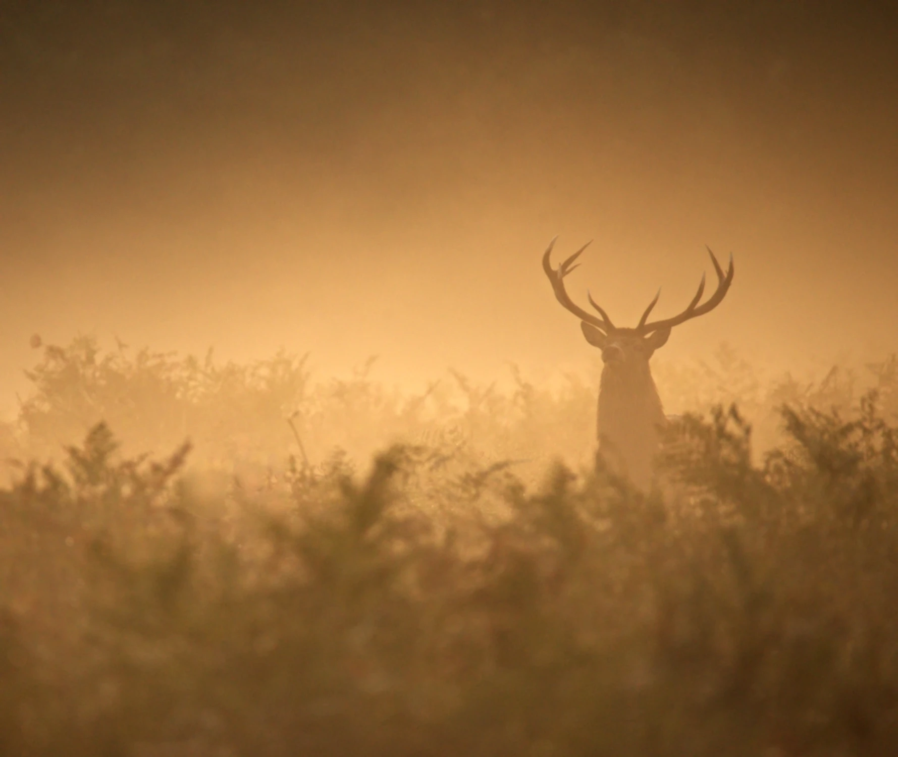 King of Light