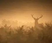 King of Light