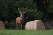 Przystojniak...