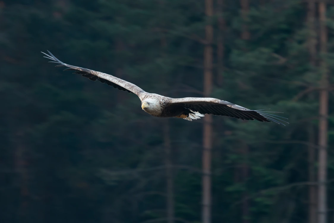 Przemysław WIśNIEWSKI