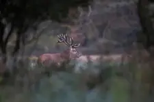 W gęstwinie...
