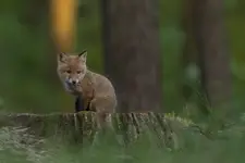Zmęczony...