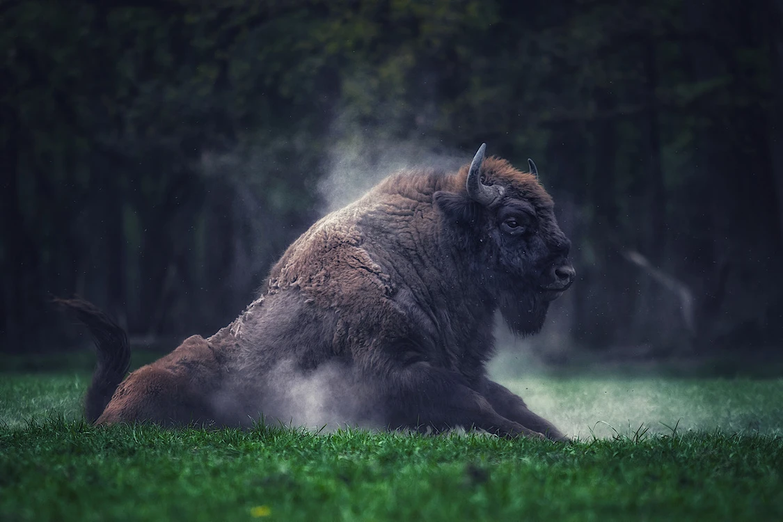 European Bison