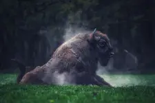 European Bison
