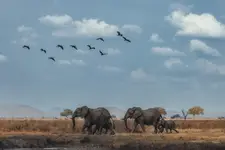 Symphony