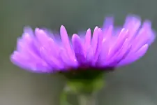 Korona