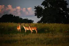 Kawalerka