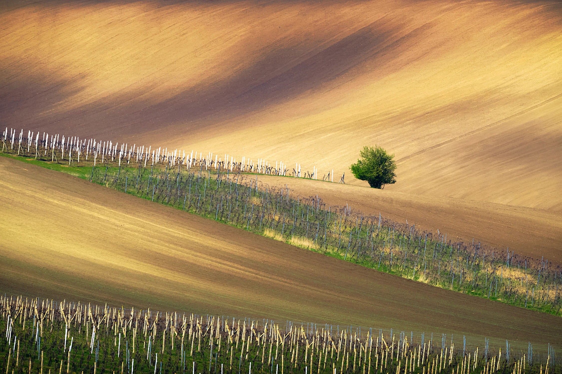Wśród morawskich winnic ...