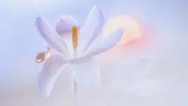 Nieśmiałe wiosny budzenie