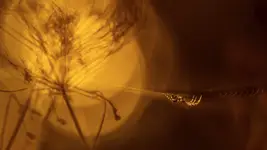 Świt w krainie pająków