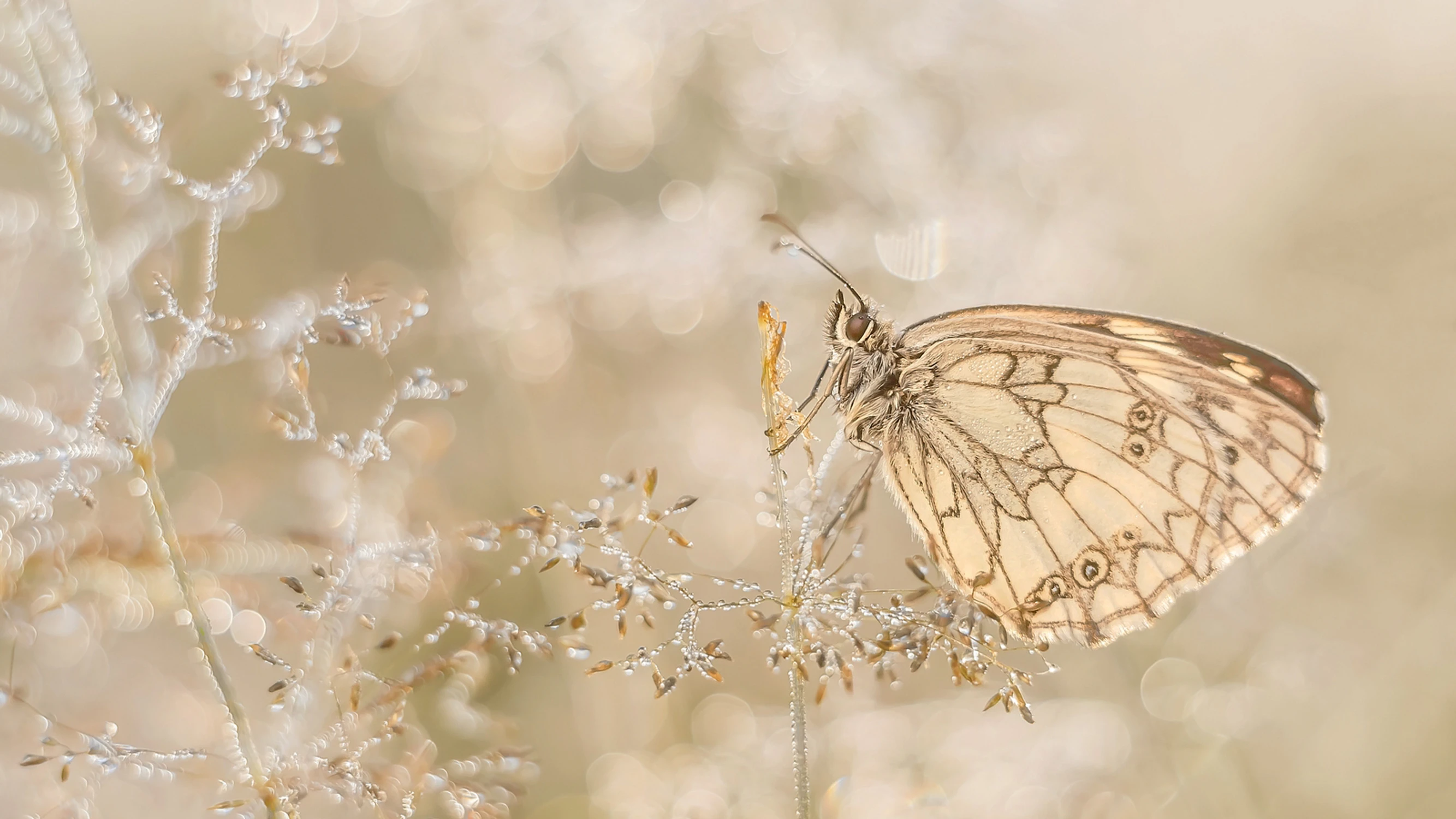 Gdy mgła otula łąkę