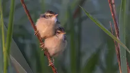 Czekając na śniadanie