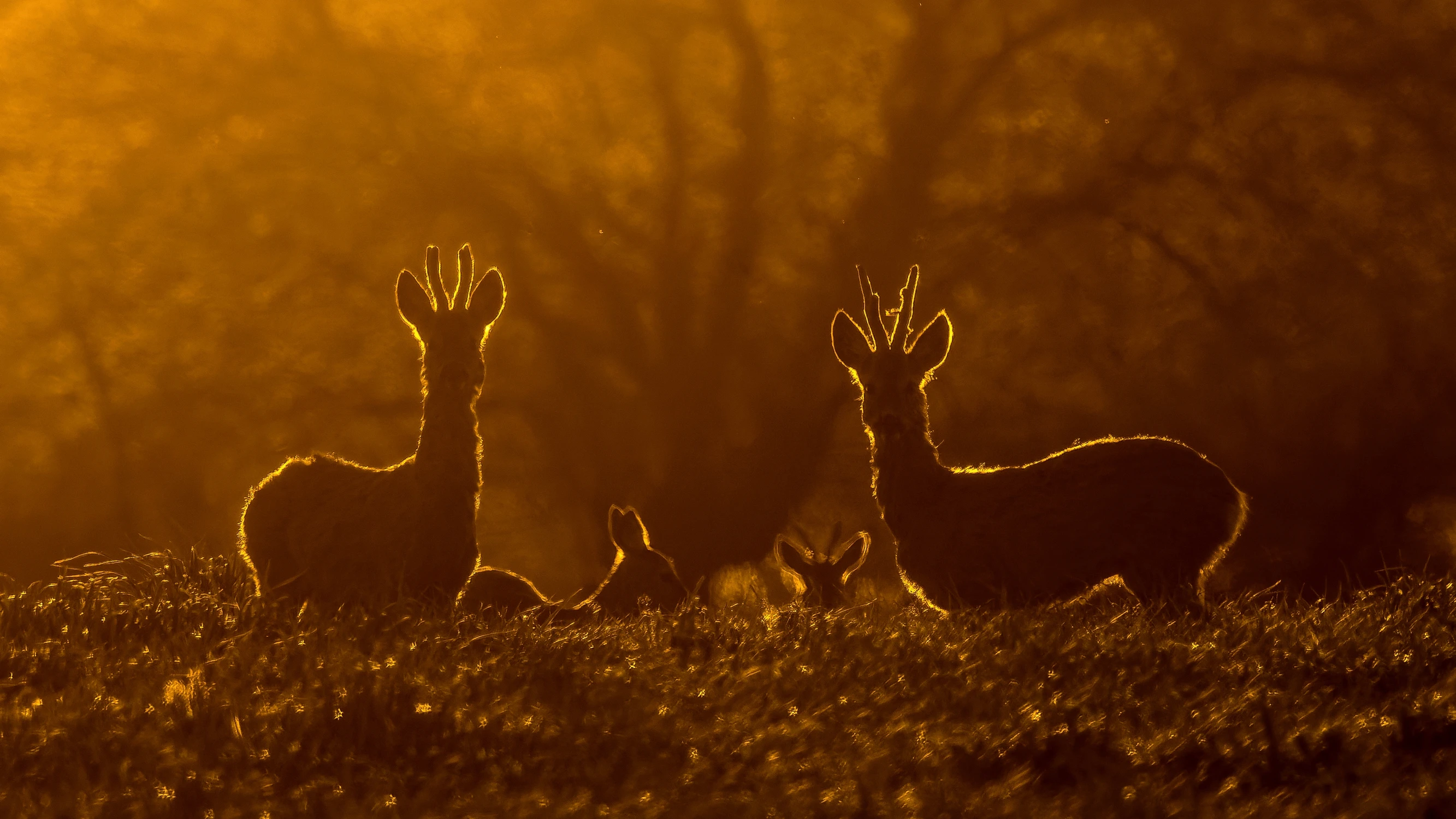 Strażnicy złotej alkowy