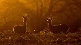 Strażnicy złotej alkowy