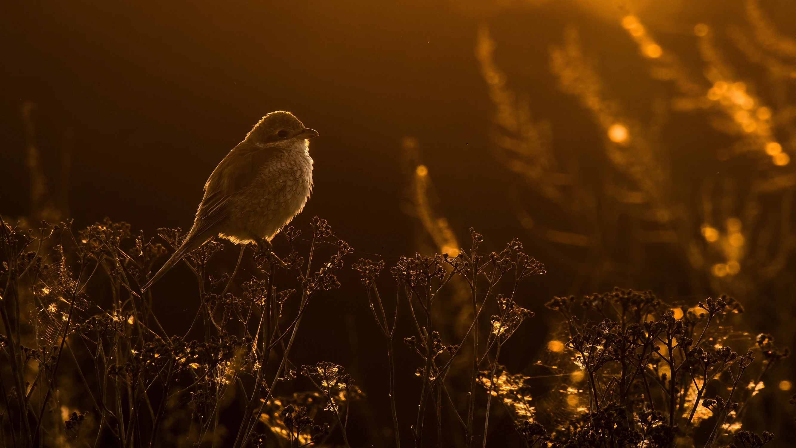 Wieczór z gąsiorkiem