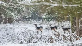 Opowieści z zimowego lasu