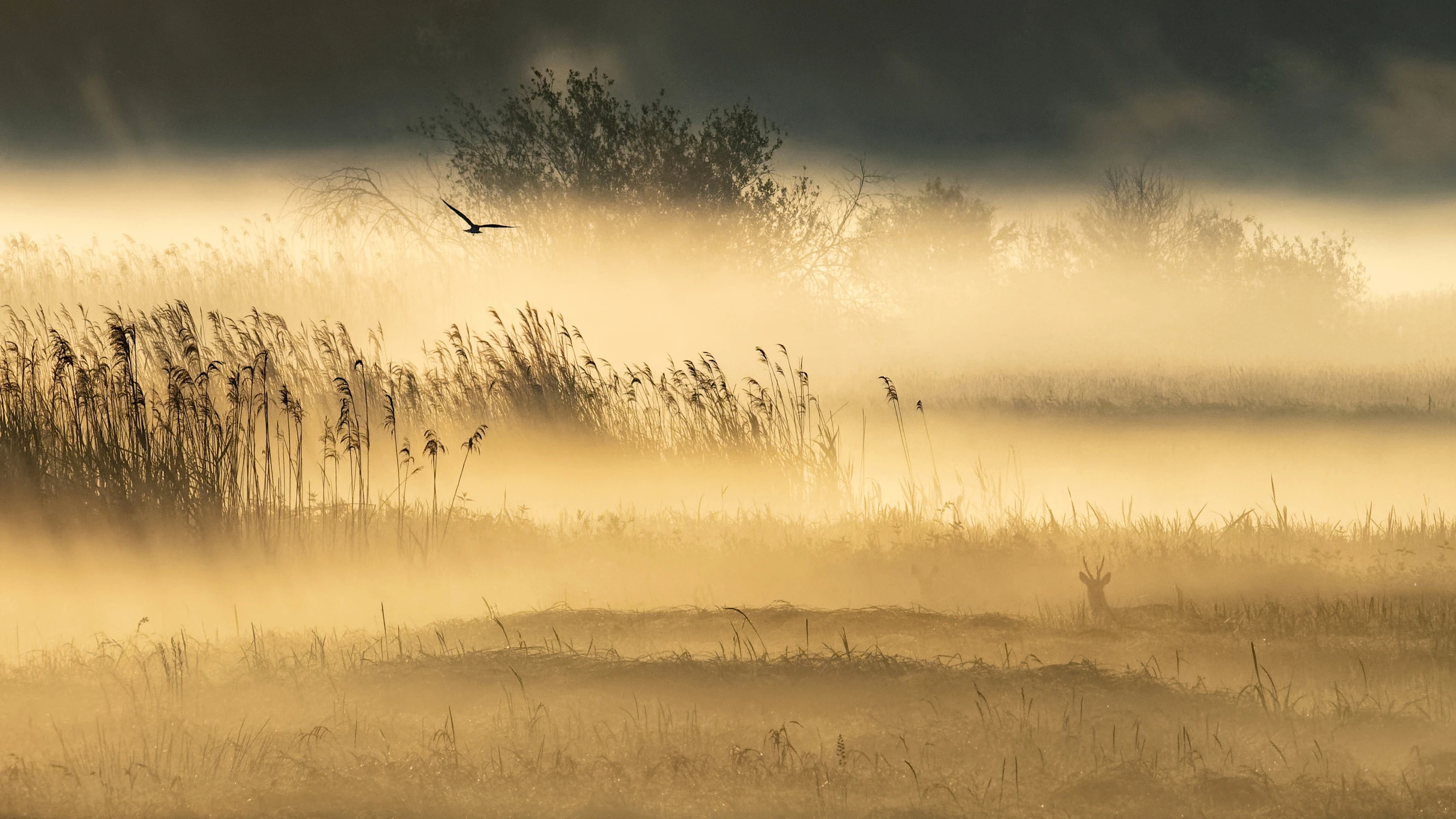 Chwila z życia rozlewiska