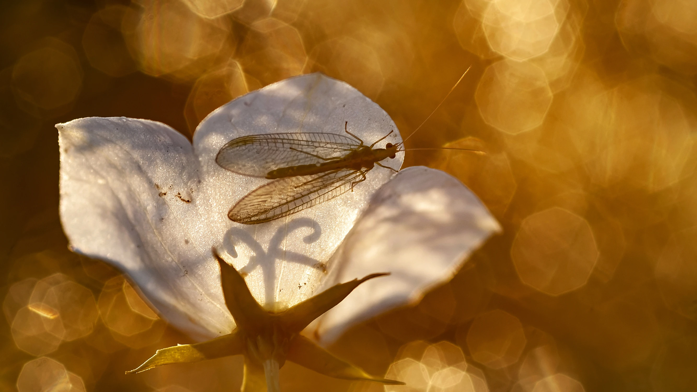 W bursztynowym ogrodzie