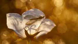 W bursztynowym ogrodzie