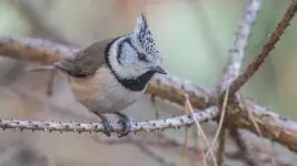 Czubaty łobuziak z sosnowego boru