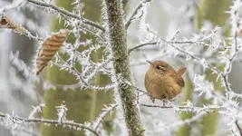 Ptak ciernistych krzewów