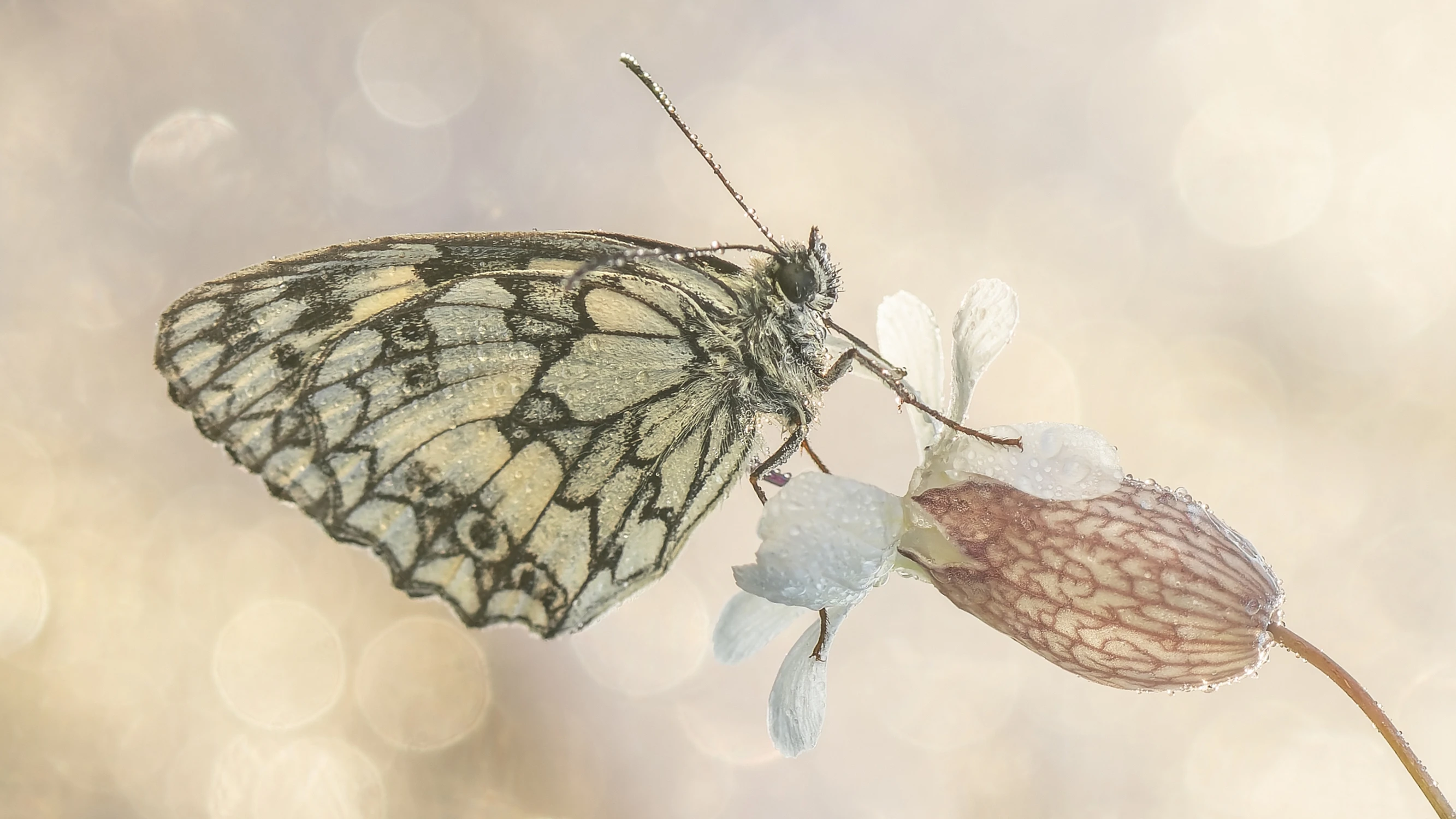 Gdy mgła otula łąkę...2