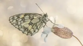 Gdy mgła otula łąkę...2