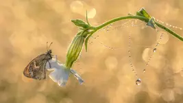 Jubiler i jego klejnoty