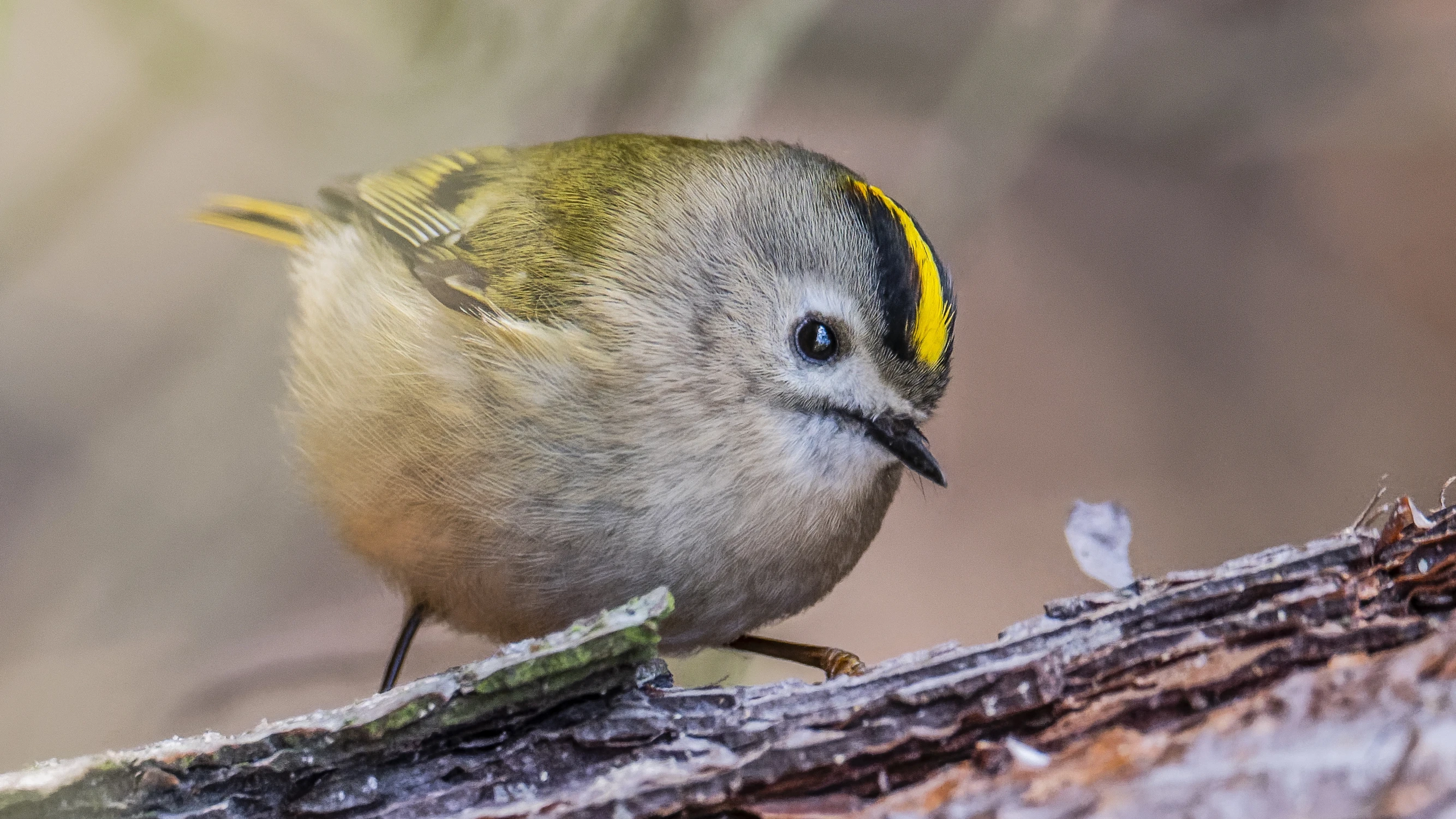Maluszek z sosnowego boru