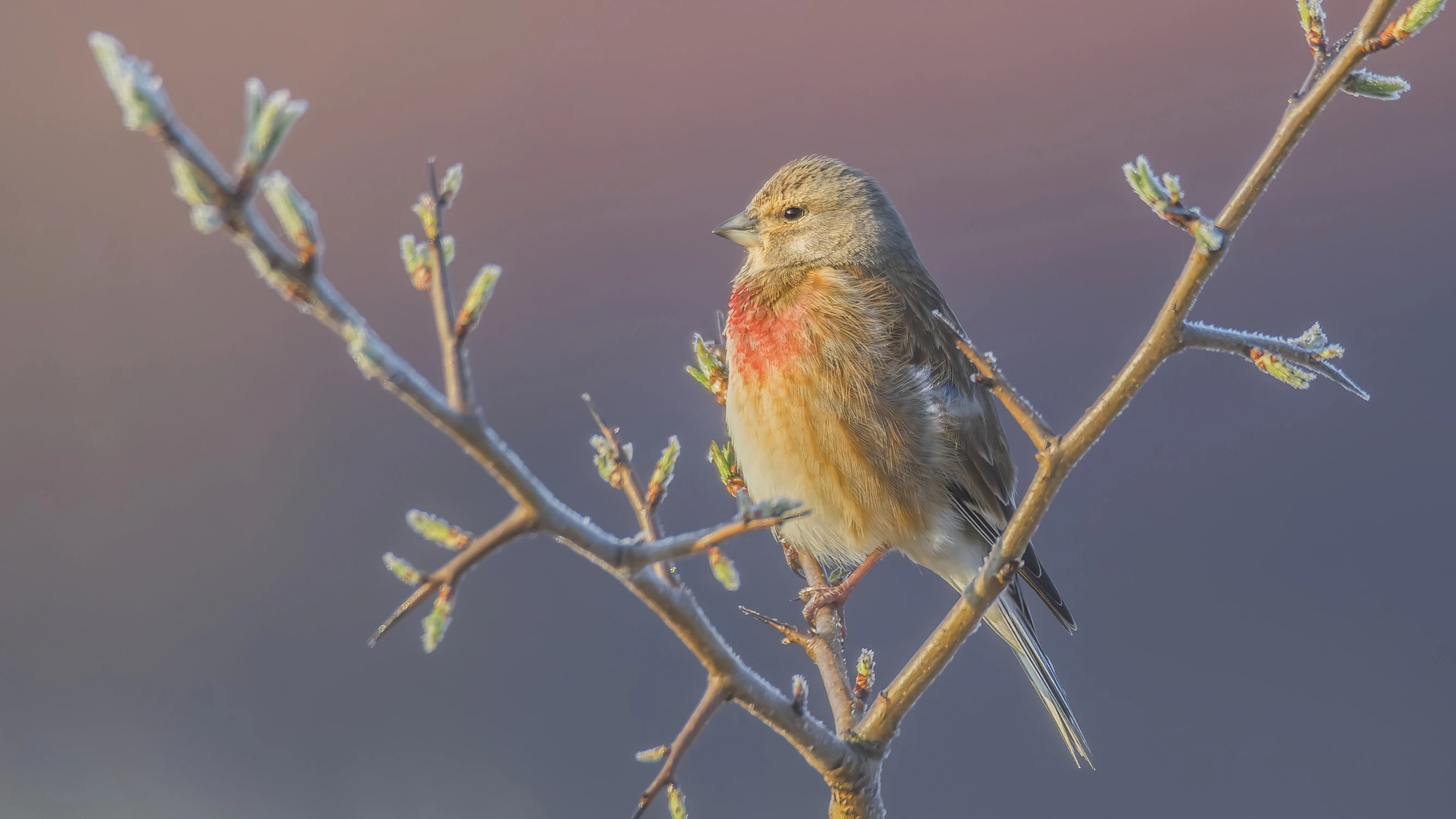 Przedwiośnie z makolągwą