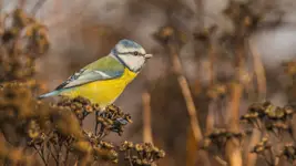 W jesiennch brązach