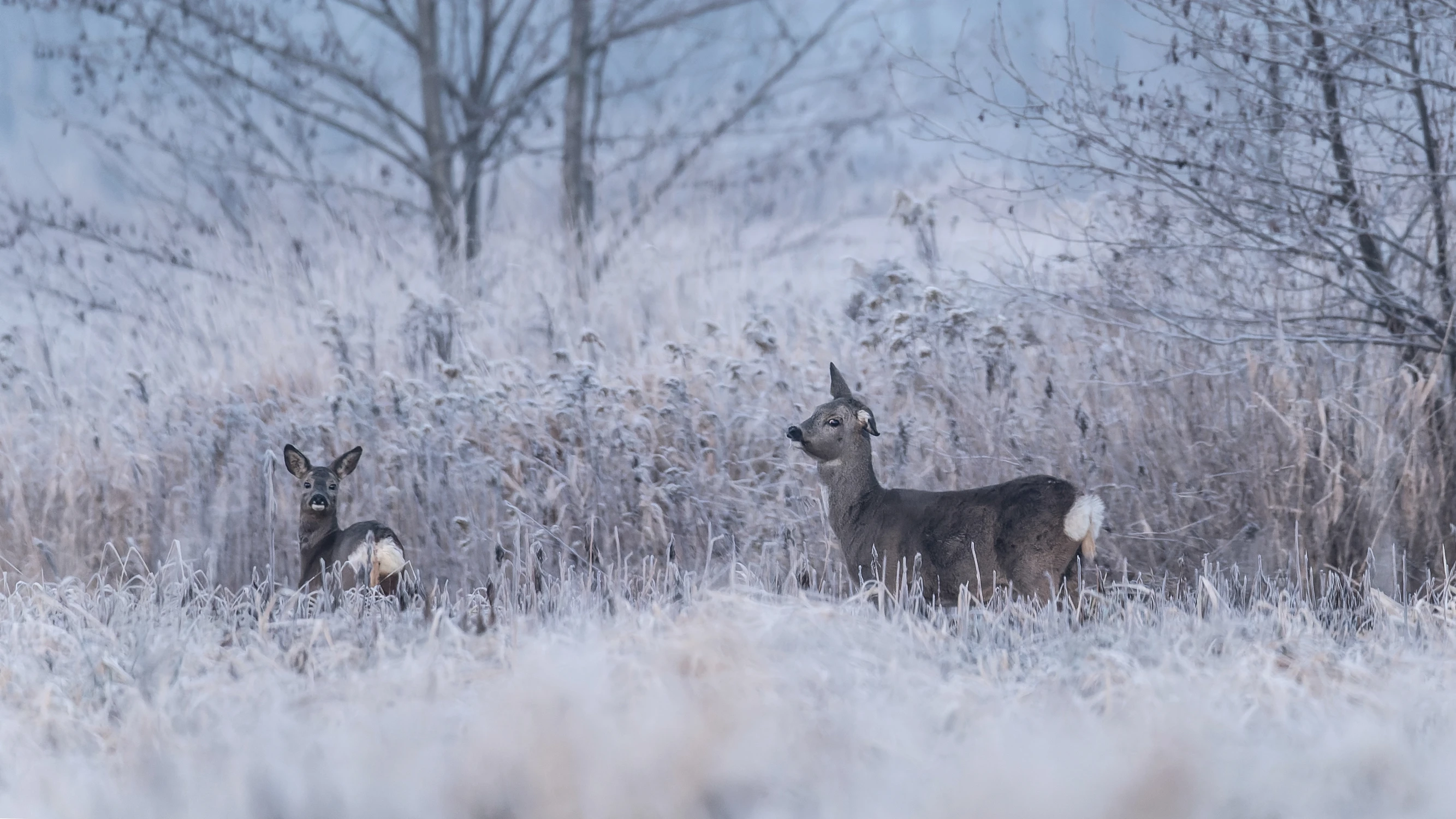 Spotkanie przed wschodem