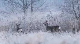 Spotkanie przed wschodem