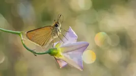 Nutki z polnej trąbki