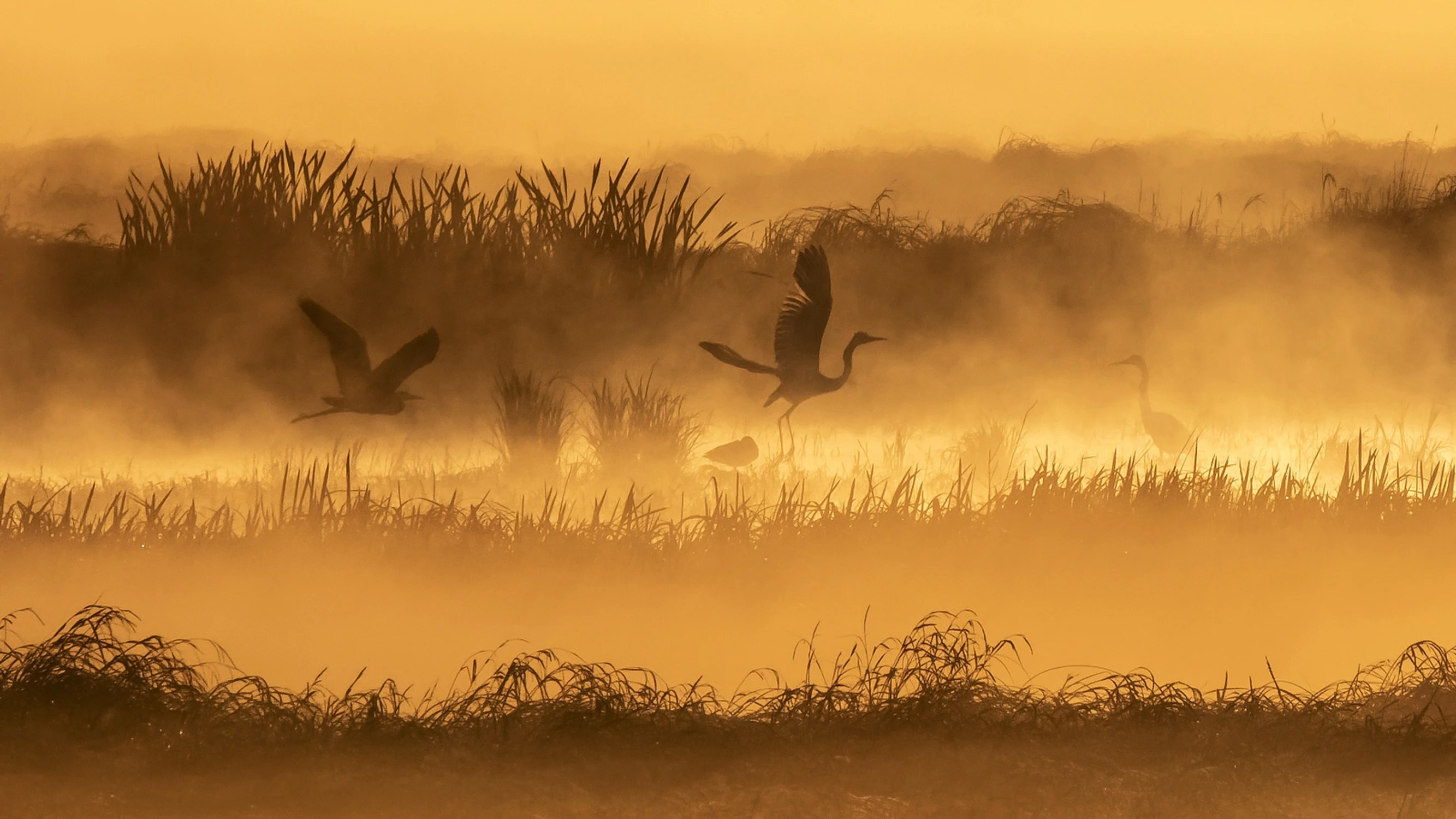 Duchy bursztynowego rozlewiska