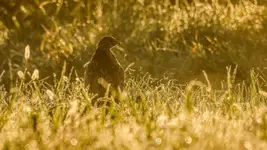 W łąkowych klejnotach