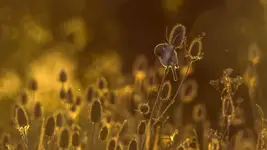 Kołysanka dla gąsiorka