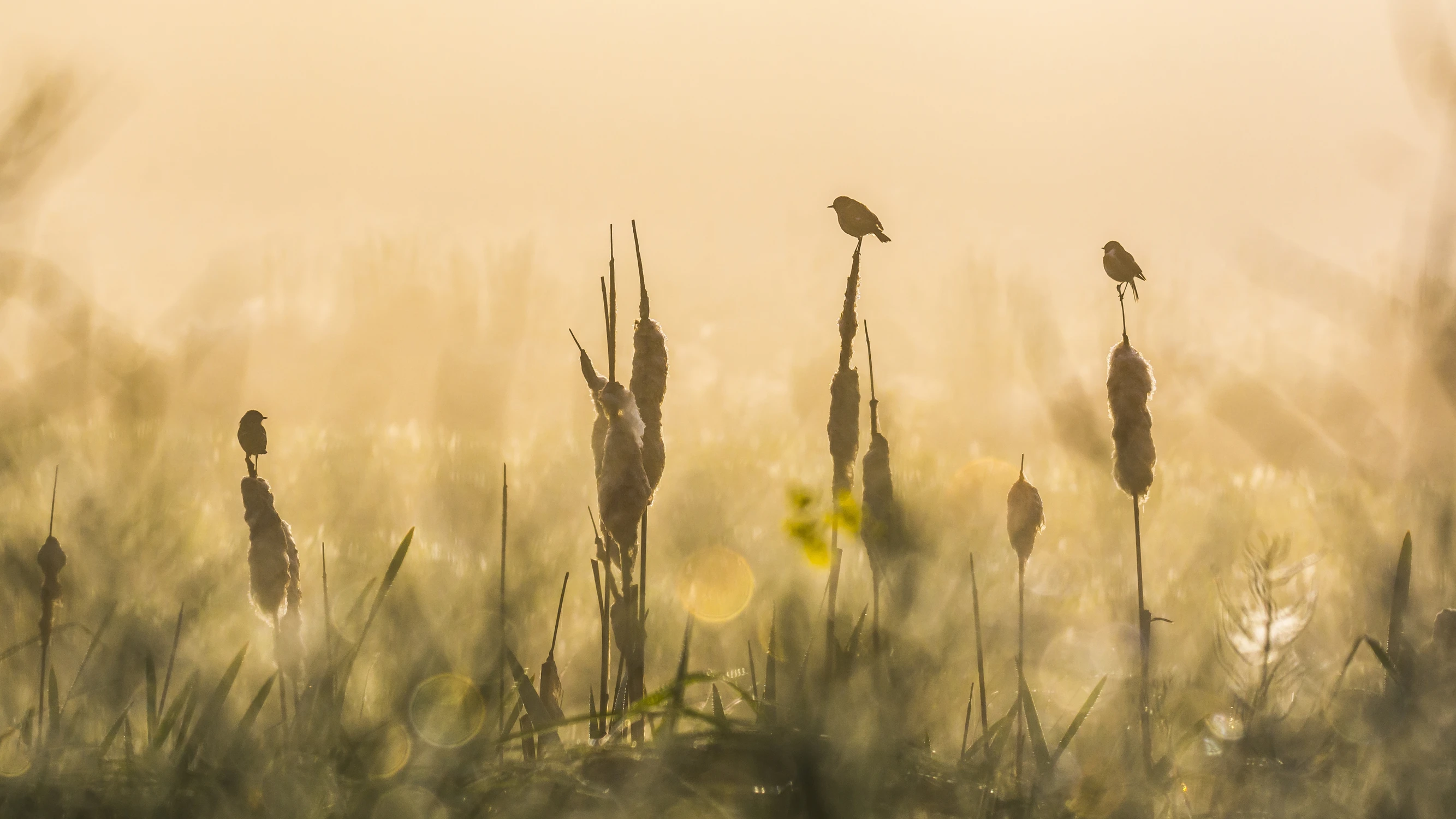 Opowieści z tataraku