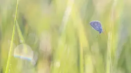 Skrawek nieba wśród traw