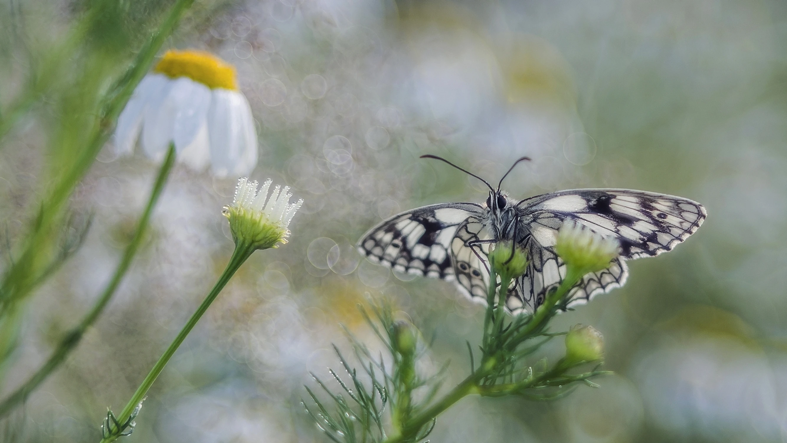 Chwila pachnąca rumiankiem