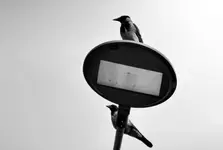 P1574434