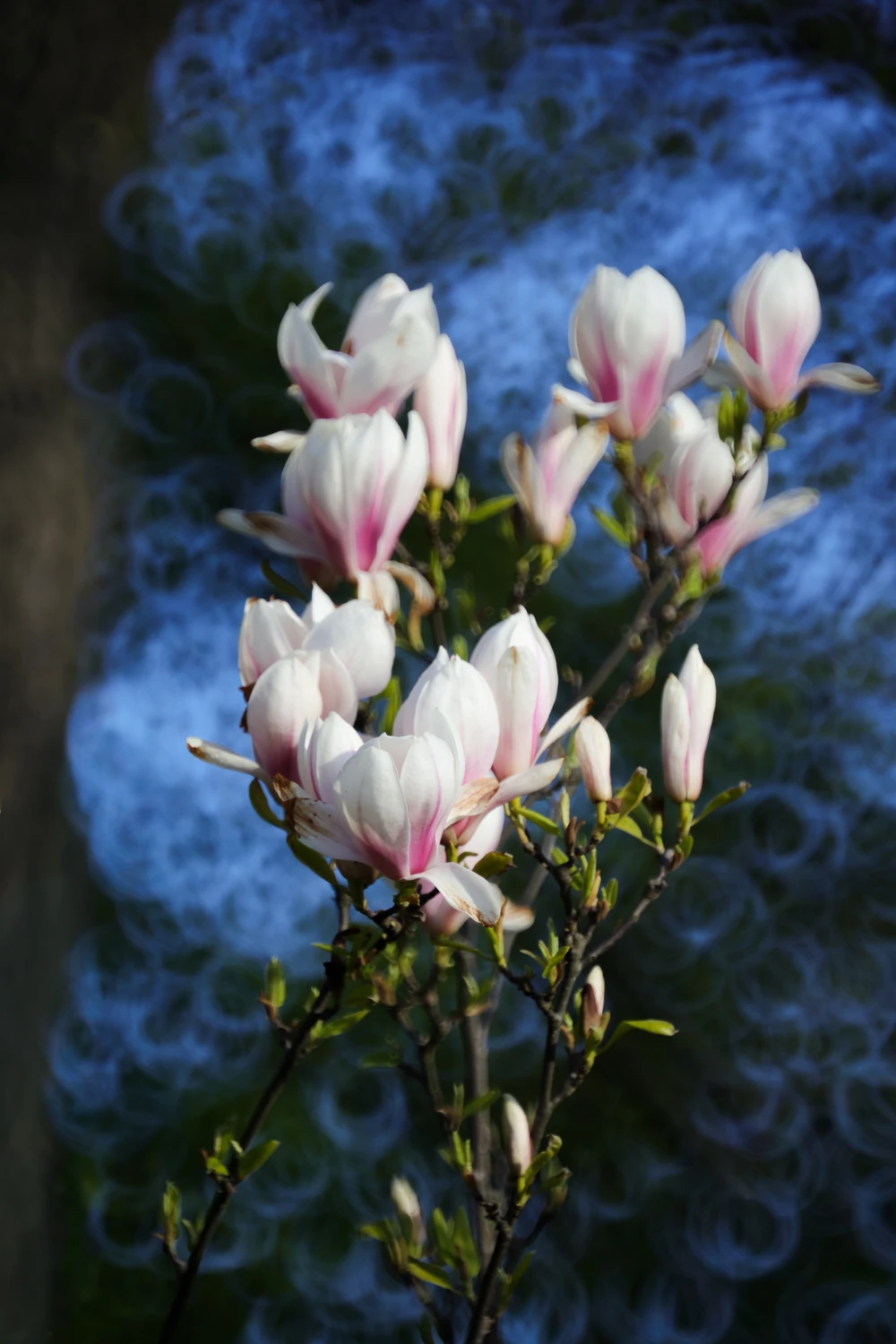 Magnolia