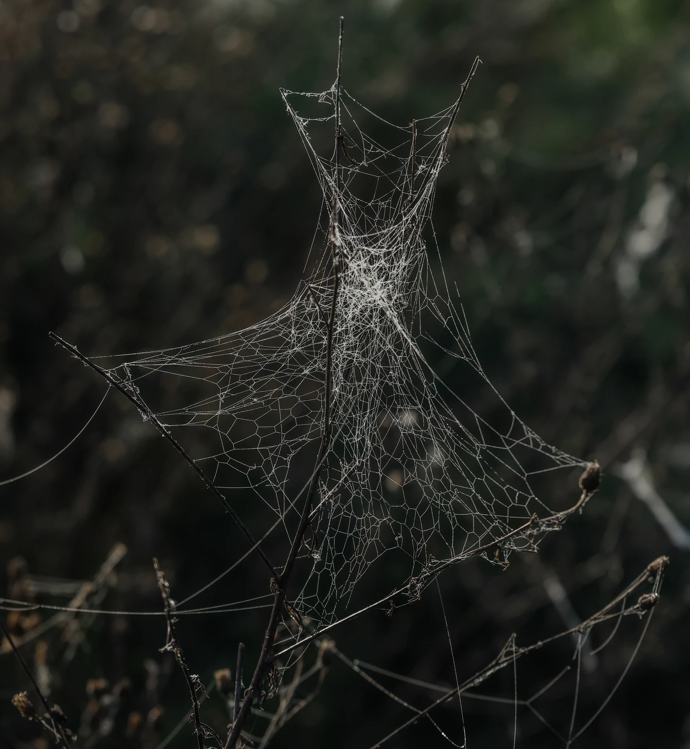 Web