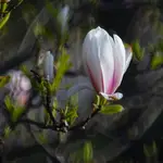 LAZIENKI MAGNOLIA