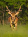Red deer