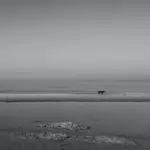 I'm walking here!