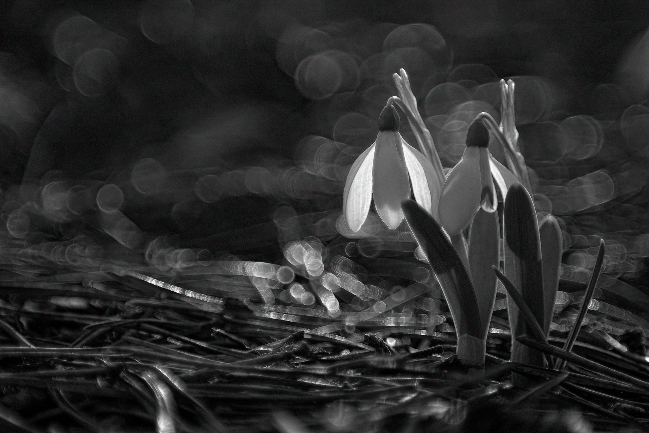 Z cyklu kwiatki: śnieżyczka przebiśnieg